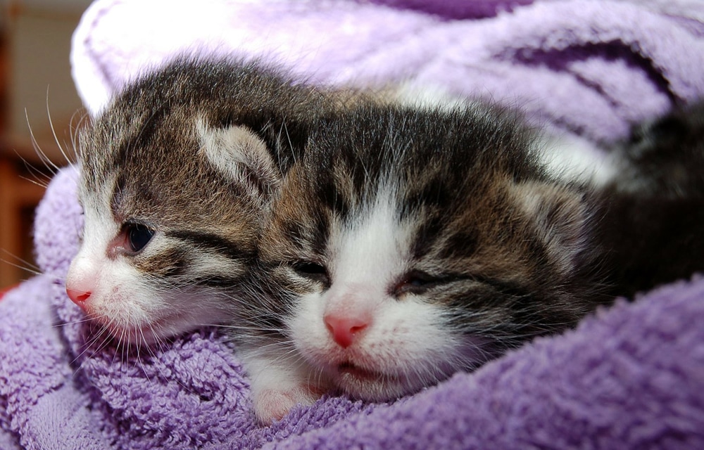 Kittens