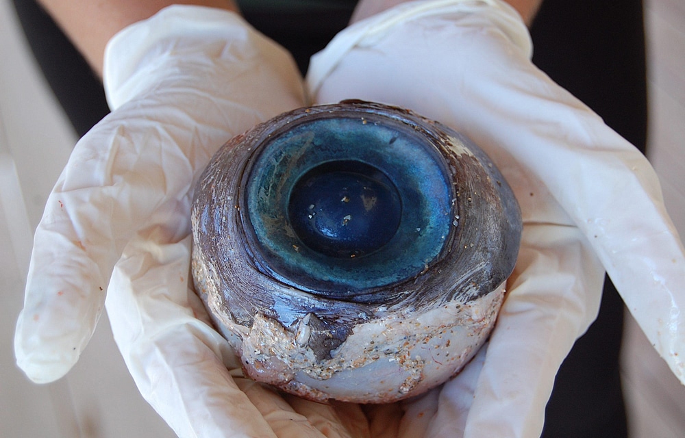 Giant Swordfish Eyeball