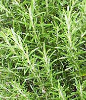 Rosemary